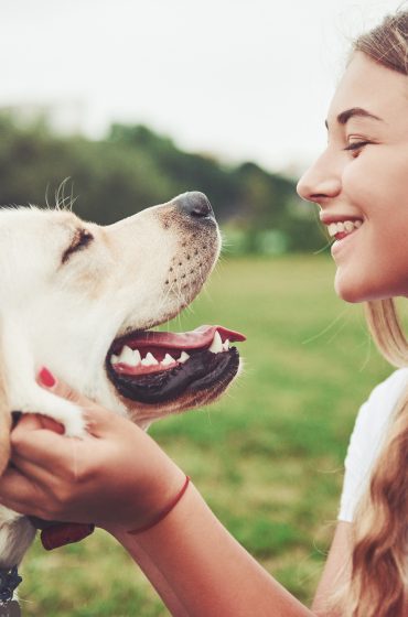 Healing Hearts Comfort Dogs